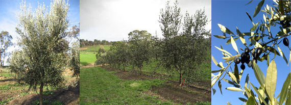 Growing olives